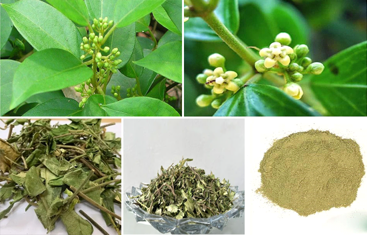 Dây Thìa Canh (Dây Muối - Gymnema sylvestre)